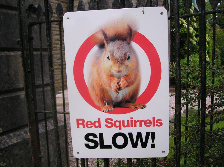 Squirrel sign - Newbiggin