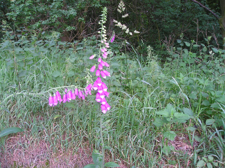 Our flower. We saw this flower on just about every day. 