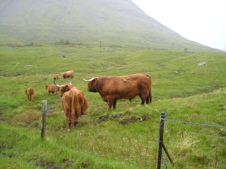 Highland cattle