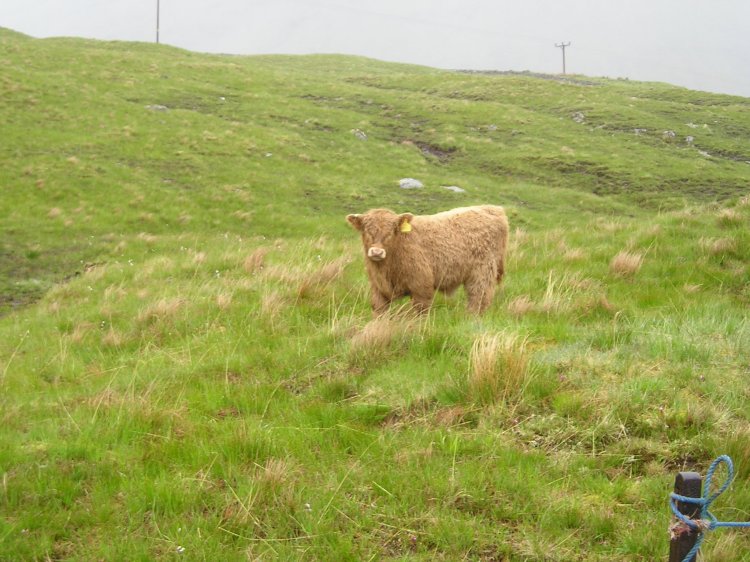 Awwww Highland calf