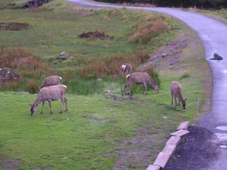 Deer outside Kingshouse bedroom window